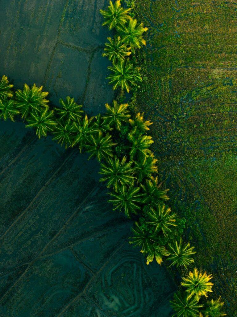 Free stock photo of aerial photography, cinematic drone shot, coconut trees