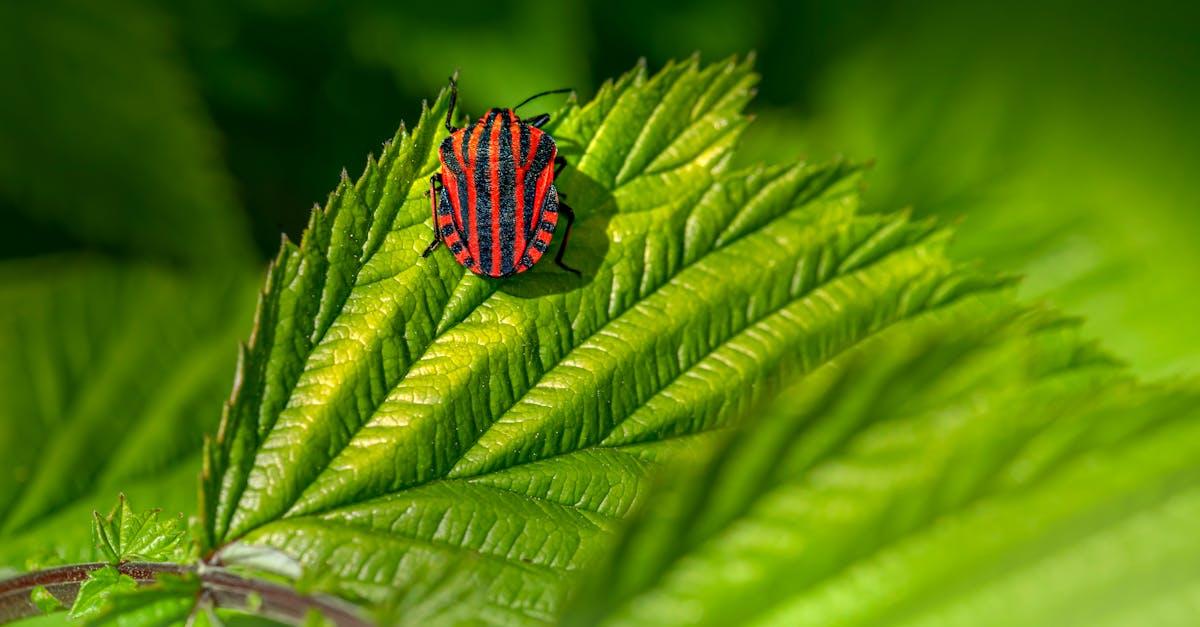 découvrez le bug bounty, un programme qui récompense la découverte de failles de sécurité pour renforcer la protection des systèmes informatiques.