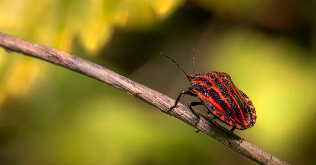 découvrez le bug bounty, un programme de récompense permettant aux chercheurs en sécurité de signaler des vulnérabilités et d'aider les entreprises à protéger leurs systèmes.