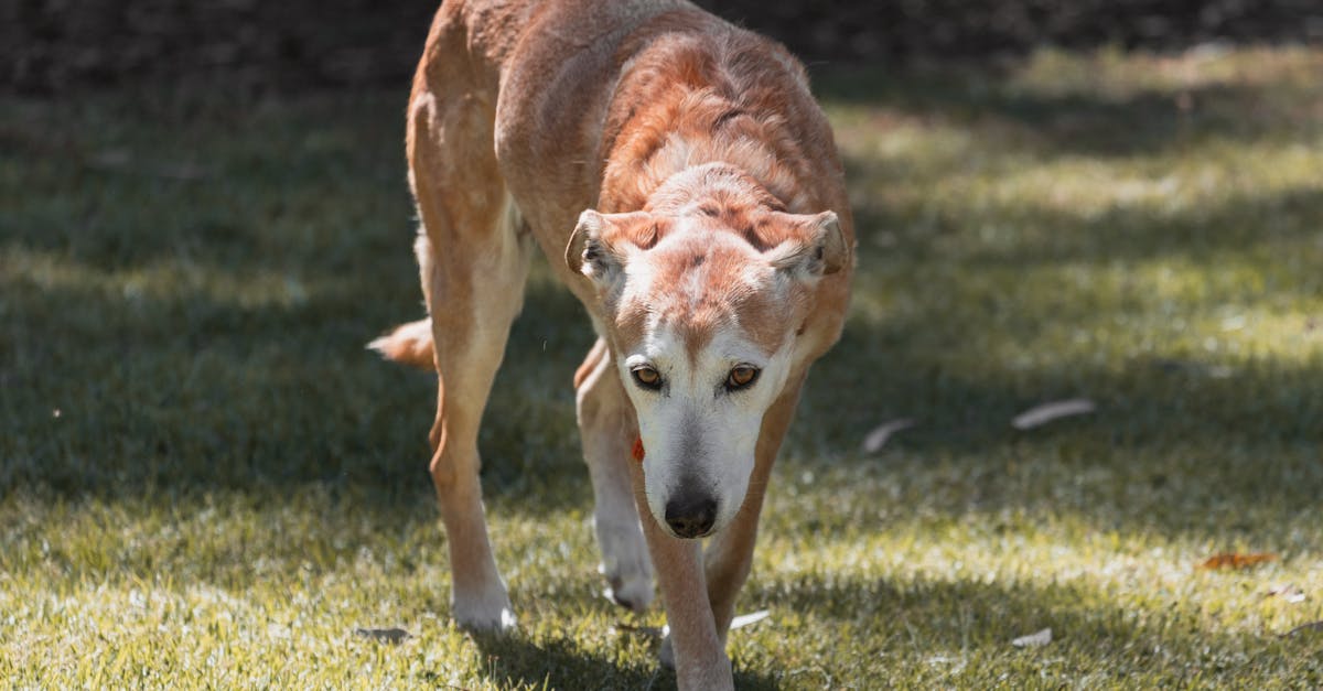découvrez la course f1 australie 2026 en direct et gratuitement. suivez toutes les actions, les qualifications et le grand prix en live sans frais.