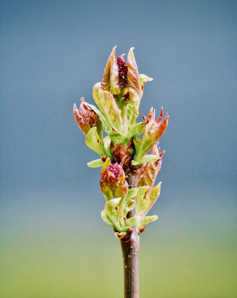 A detailed macro photograph of a budding plant against a soft blurred background.