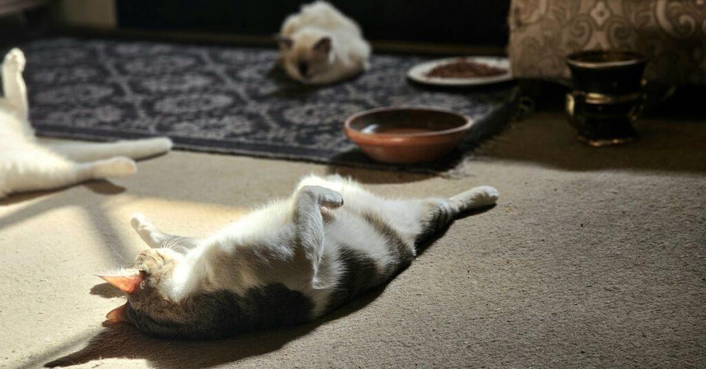 découvrez le galaxy s26 ultra, le smartphone haut de gamme alliant performance exceptionnelle, appareil photo ultra performant et design élégant pour une expérience mobile inégalée.