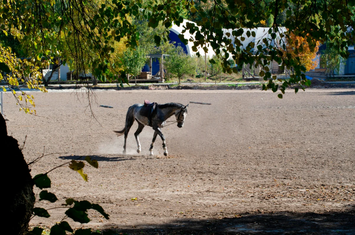 Rapports PMU détaillés : Tableau récapitulatif des gains et mises au Quinté+
