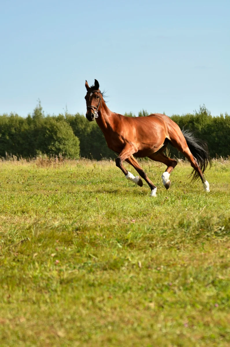 Tableau récapitulatif des rapports PMU du Quinté+ du 26 octobre 2025 et analyse des gains 💶
