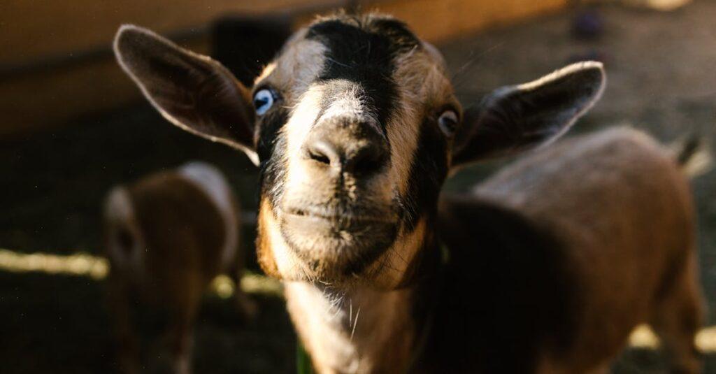 découvrez le poco pad x1, la tablette puissante et élégante offrant des performances exceptionnelles et une expérience utilisateur optimale.