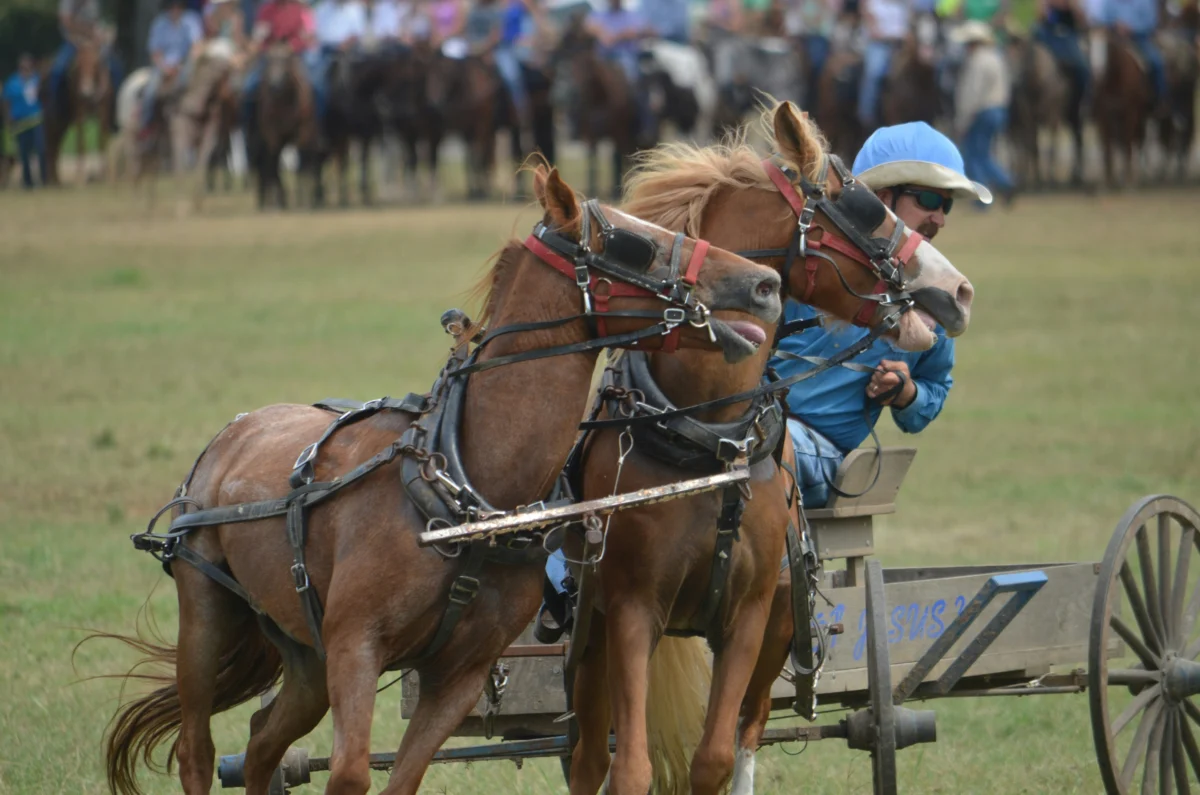 Chevaux à surveiller malgré un résultat en demi-teinte