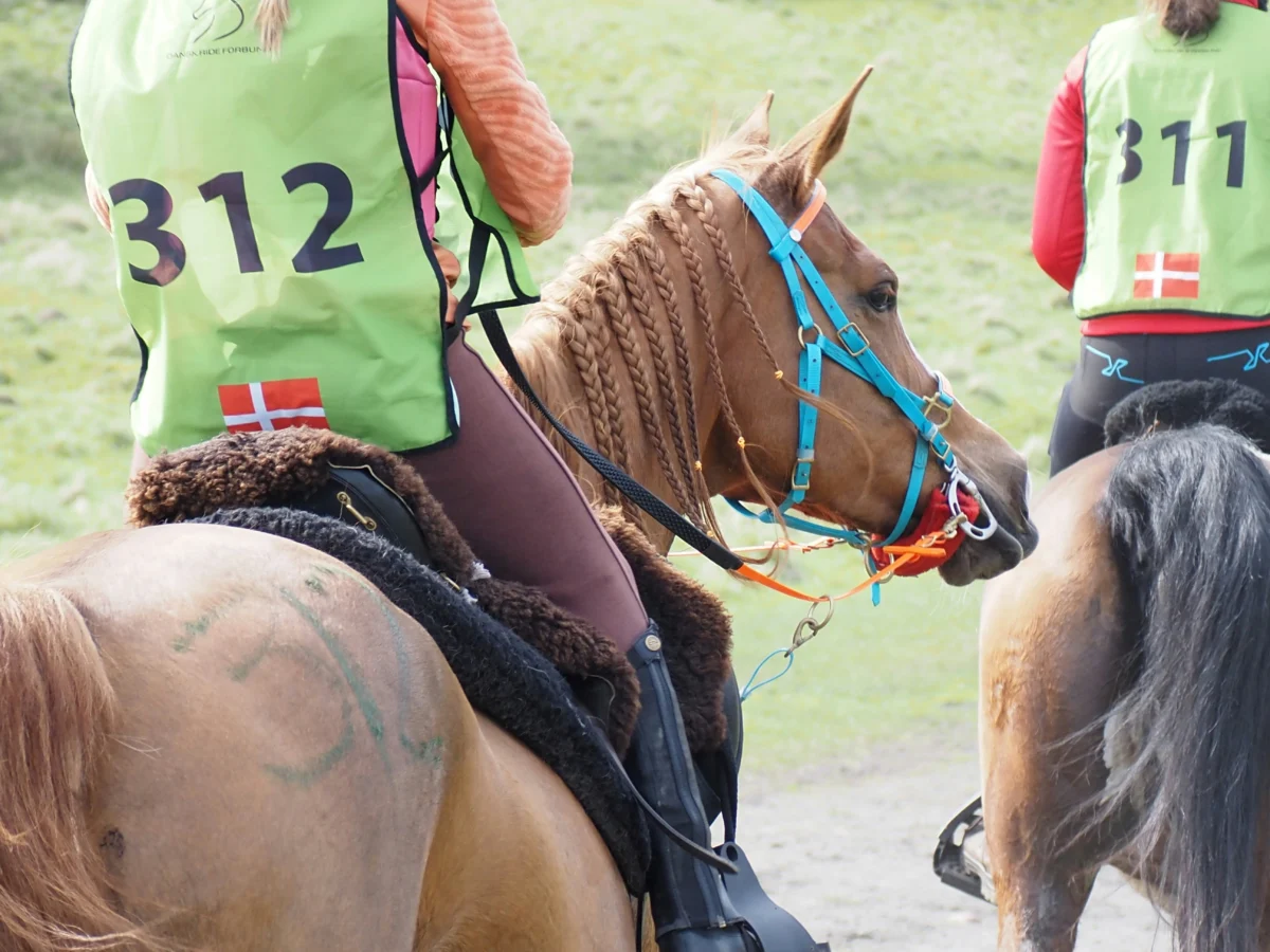 Résultats officiels complets du Quinté+ du 26 septembre 2025