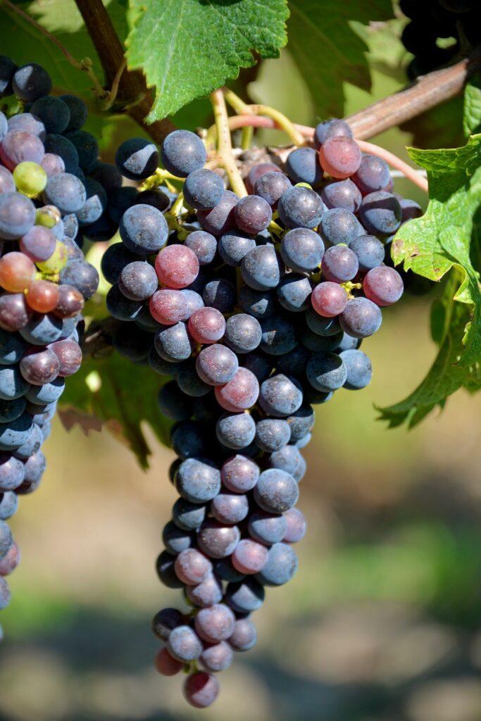 Trump menace de taxer le vin français à 100 %